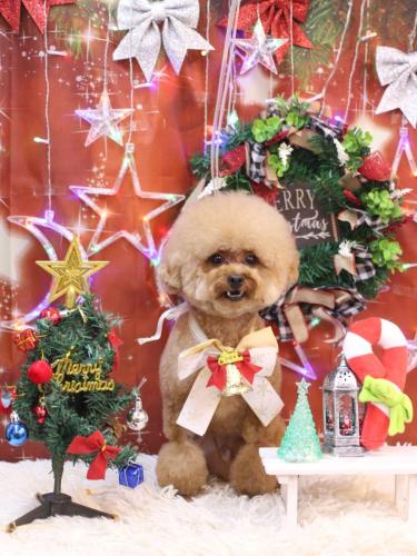 20231220ピノくん